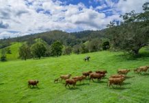 Auctions ring in New Year